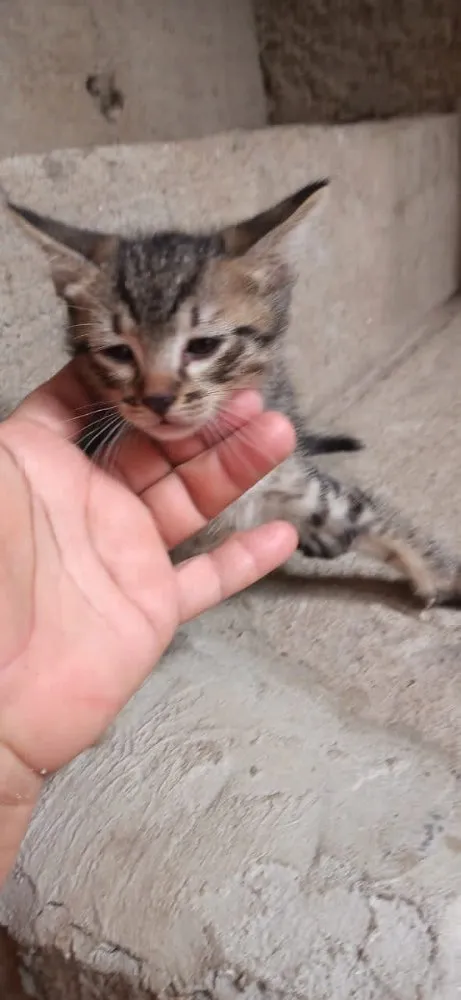 Gato ra a Srd idade 2 a 6 meses nome Miumiu  bebê linda 