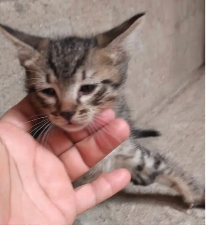 Gato ra a Srd idade 2 a 6 meses nome Miumiu  bebê linda 