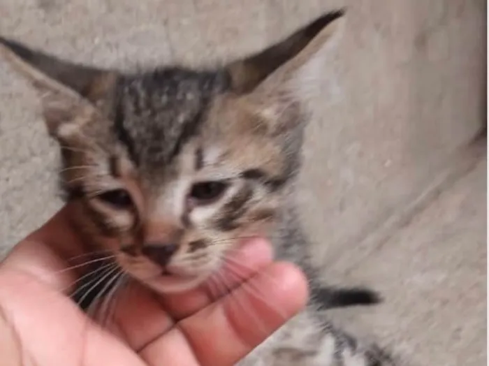 Gato ra a Srd idade 2 a 6 meses nome Miumiu  bebê linda 