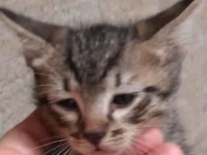Gato raça Srd idade 2 a 6 meses nome Miumiu  bebê linda 