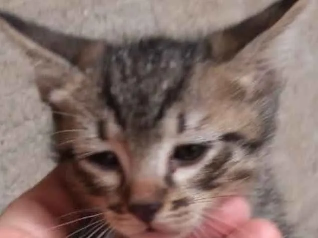 Gato ra a Srd idade 2 a 6 meses nome Miumiu  bebê linda 