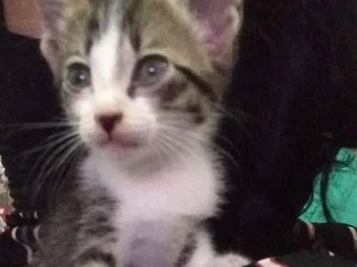 Gato ra a Vira lata idade Abaixo de 2 meses nome Kristoffer 