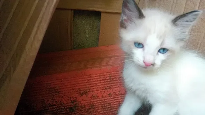 Gato ra a Srd idade Abaixo de 2 meses nome Luli linda gatinha