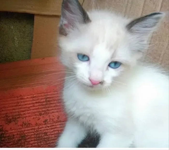 Gato ra a Srd idade Abaixo de 2 meses nome Luli linda gatinha