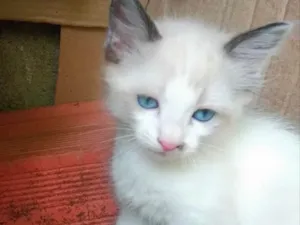 Gato raça Srd idade Abaixo de 2 meses nome Luli linda gatinha