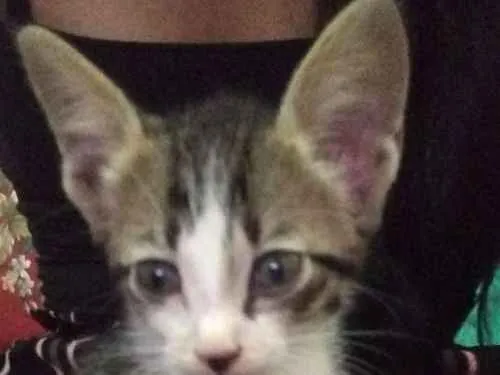 Gato ra a Vira lata idade Abaixo de 2 meses nome Kristoffer 