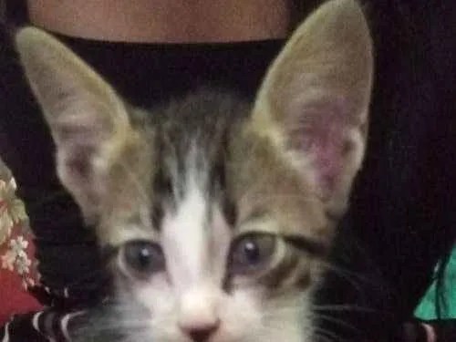 Gato ra a Vira lata idade Abaixo de 2 meses nome Kristoffer 