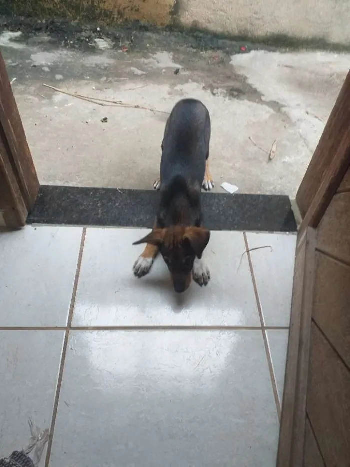 Cachorro ra a Vira lata idade 2 a 6 meses nome Chopp