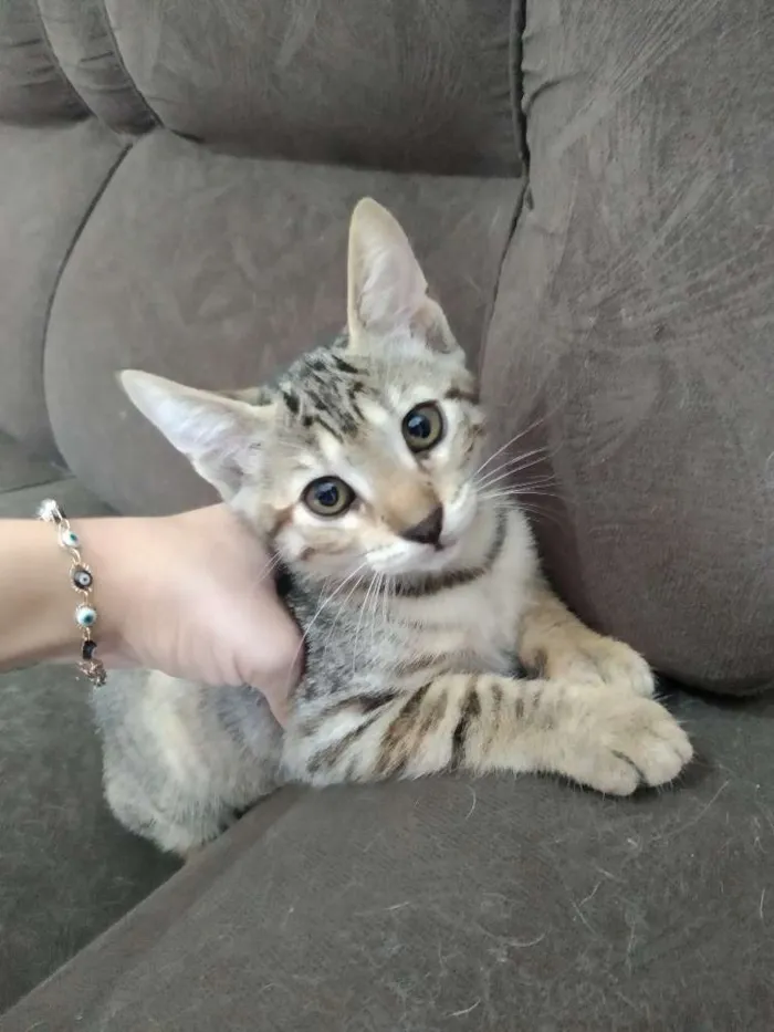 Gato raça SRD idade 2 a 6 meses nome Tigresa e Loirinho