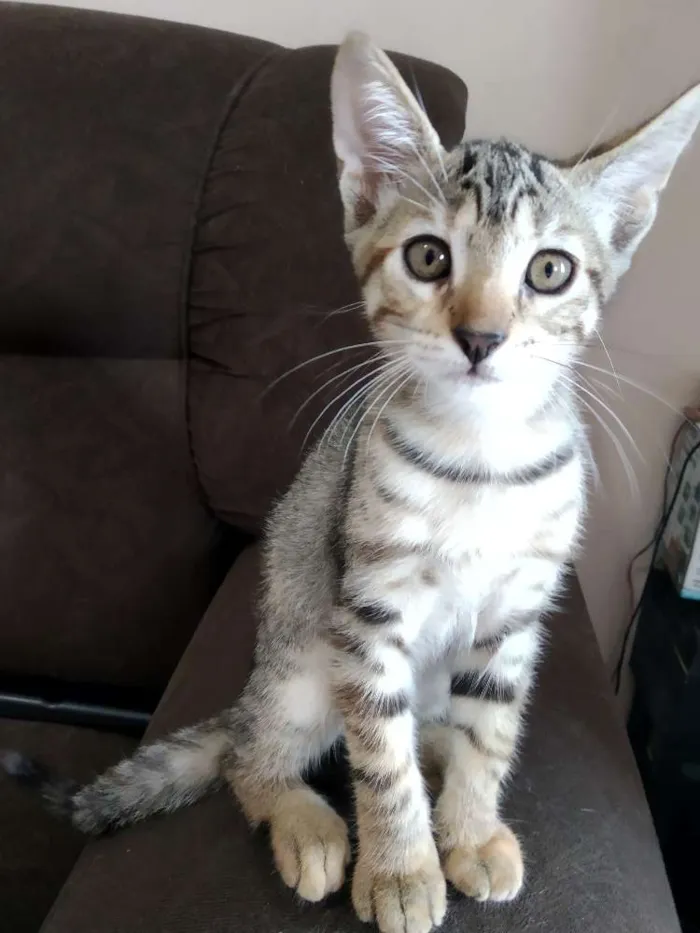 Gato raça SRD idade 2 a 6 meses nome Tigresa e Loirinho