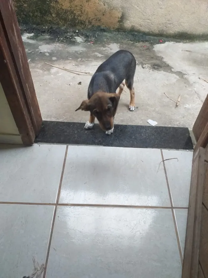 Cachorro ra a Vira lata idade 2 a 6 meses nome Chopp