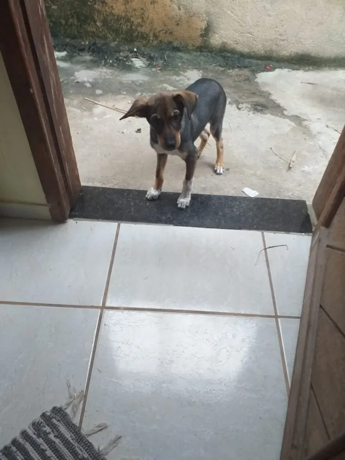 Cachorro ra a Vira lata idade 2 a 6 meses nome Chopp