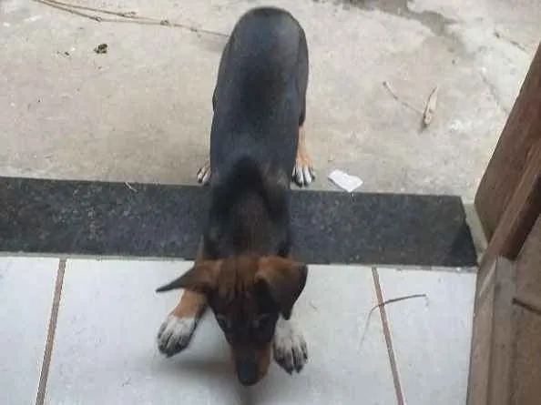 Cachorro ra a Vira lata idade 2 a 6 meses nome Chopp