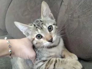 Gato raça SRD idade 2 a 6 meses nome Tigresa e Loirinho
