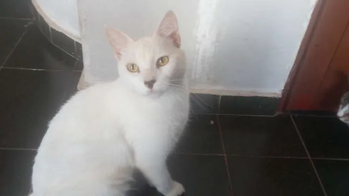 Gato ra a Desconhecida idade 1 ano nome Theo