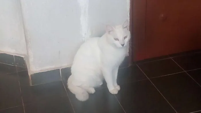 Gato ra a Desconhecida idade 1 ano nome Theo