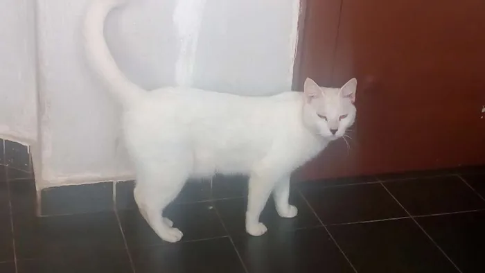 Gato ra a Desconhecida idade 1 ano nome Theo