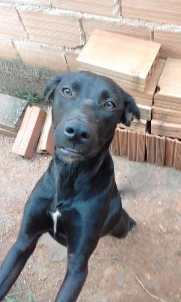 Cachorro ra a Não se parece com vira lata idade 7 a 11 meses nome Shakira 