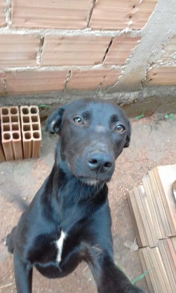 Cachorro ra a Não se parece com vira lata idade 7 a 11 meses nome Shakira 