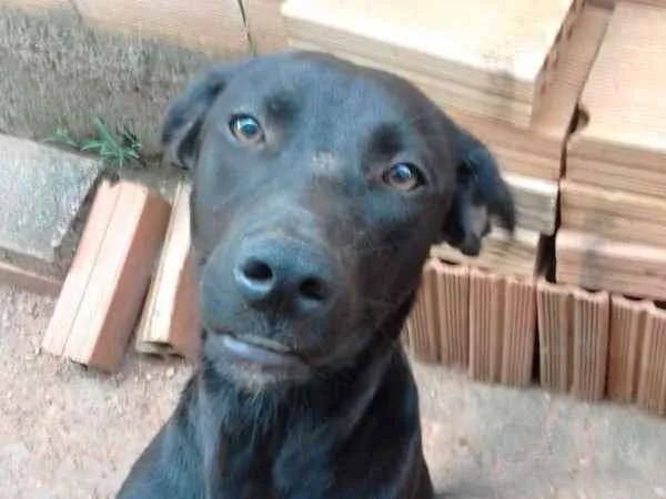 Cachorro ra a Não se parece com vira lata idade 7 a 11 meses nome Shakira 