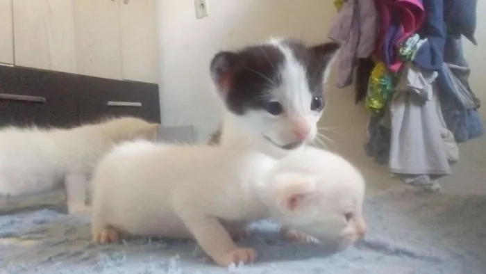 Gato ra a Desconhecida idade Abaixo de 2 meses nome Filhotes sem nome