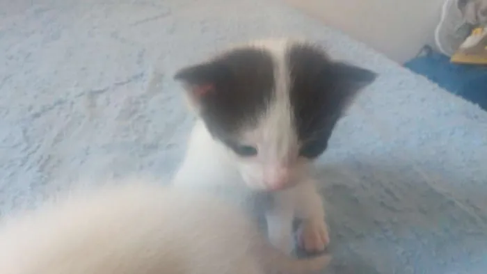 Gato ra a Desconhecida idade Abaixo de 2 meses nome Filhotes sem nome