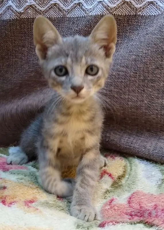 Gato raça SRD idade Abaixo de 2 meses nome TRALALÁ