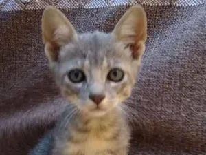 Gato raça SRD idade Abaixo de 2 meses nome TRALALÁ