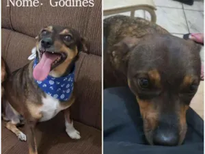 Cachorro raça SRD idade 4 anos nome Godines