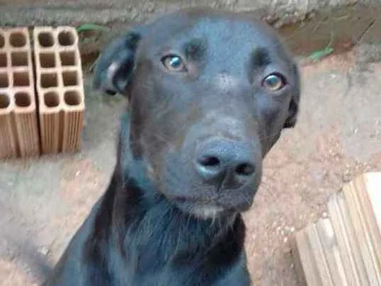 Cachorro ra a Não se parece com vira lata idade 7 a 11 meses nome Shakira 