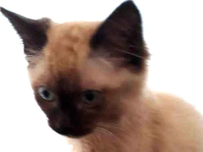 Gato ra a Siamês  idade 2 a 6 meses nome Luna