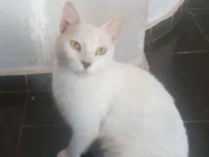 Gato raça Desconhecida idade 1 ano nome Theo