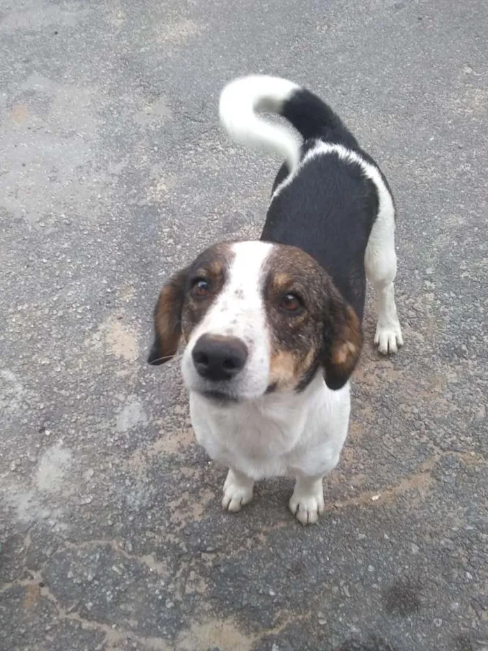 Cachorro ra a Srd idade 2 anos nome Rubi
