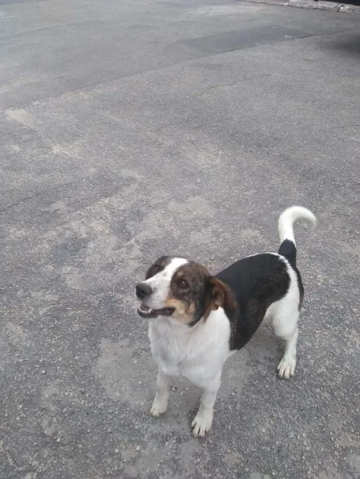Cachorro ra a Srd idade 2 anos nome Rubi