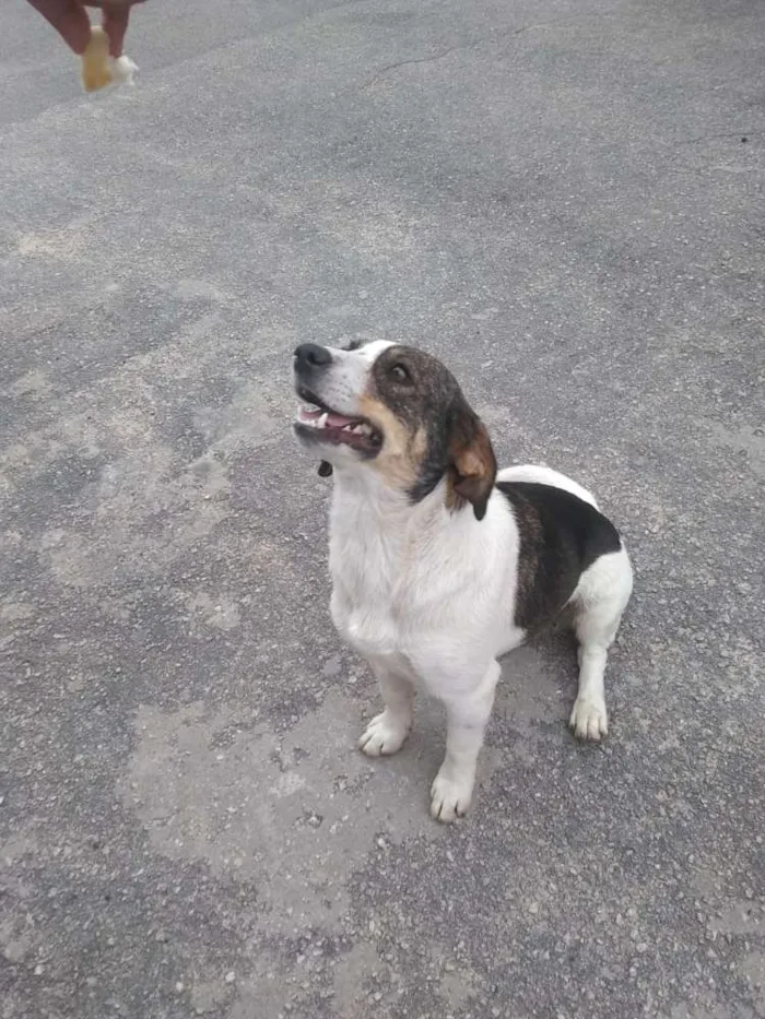 Cachorro ra a Srd idade 2 anos nome Rubi