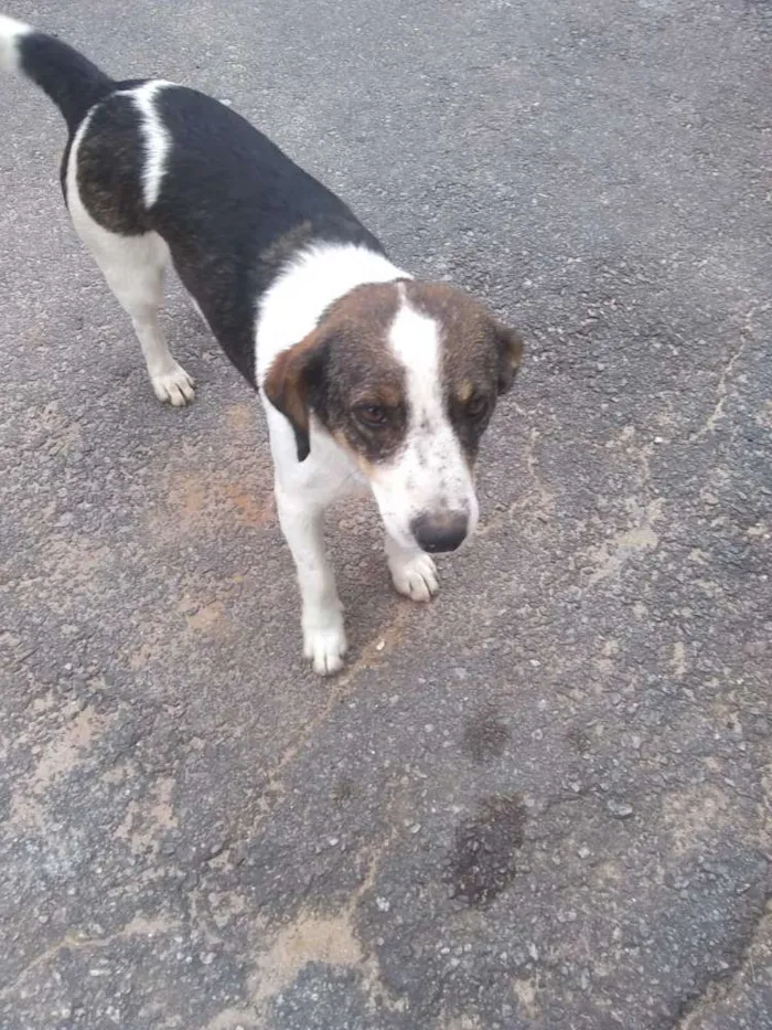 Cachorro ra a Srd idade 2 anos nome Rubi