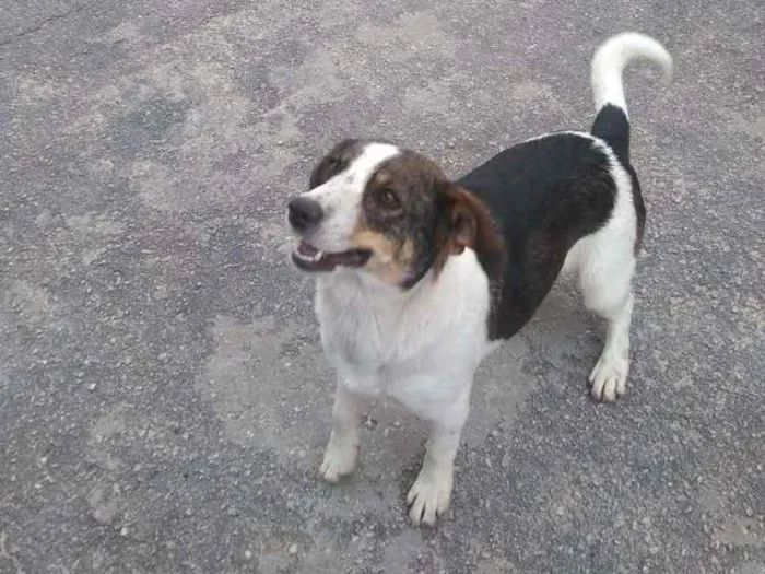 Cachorro ra a Srd idade 2 anos nome Rubi