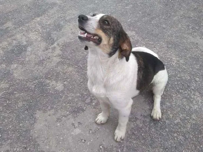 Cachorro ra a Srd idade 2 anos nome Rubi