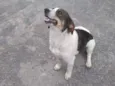 Rubi