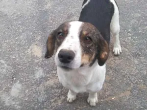 Cachorro raça Srd idade 2 anos nome Rubi