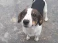Rubi