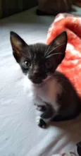 Bebê Yoda