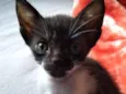 Bebê Yoda