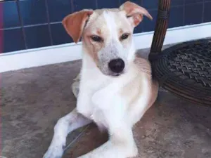 Cachorro raça  idade 2 a 6 meses nome Delphine