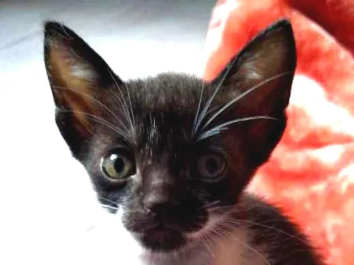Gato ra a Mistura idade Abaixo de 2 meses nome Bebê Yoda