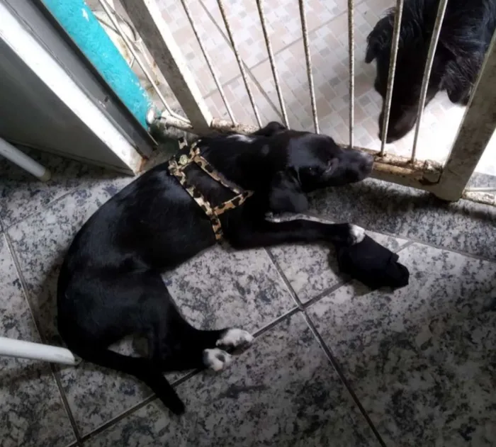 Cachorro ra a Vira lata idade 2 a 6 meses nome Sem nome