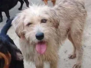 Cachorro raça srd idade 1 ano nome Lucky