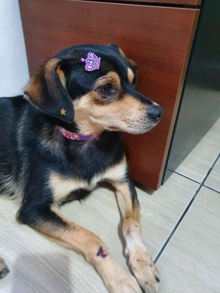 Cachorro ra a Srd idade 1 ano nome Não sei