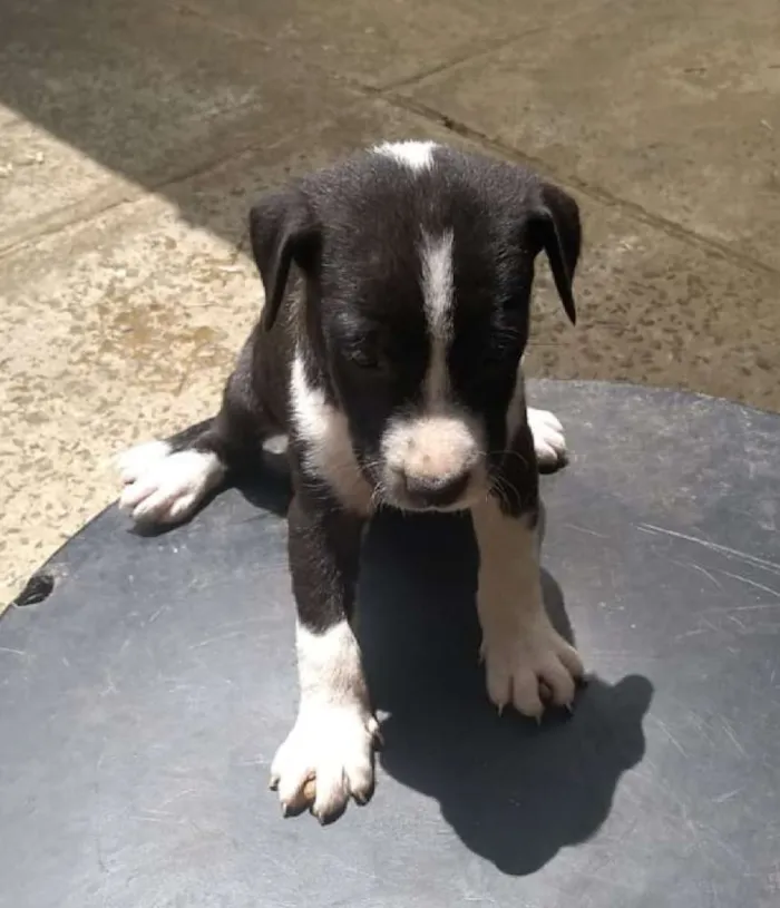 Cachorro ra a Vira lata idade 2 a 6 meses nome Ainda não coloquei