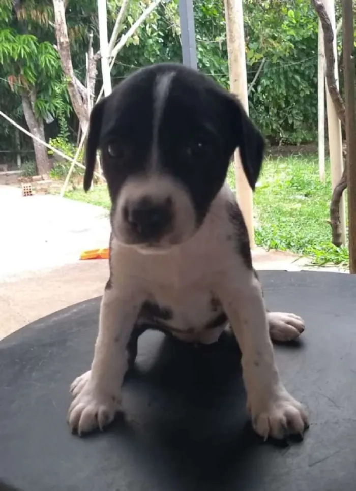 Cachorro ra a Vira lata idade 2 a 6 meses nome Ainda não coloquei